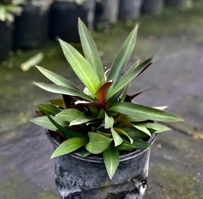 Dwarf Rhoeo